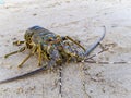 Painted Crayfish or Rock Lobster, lat. Panulirus versicolor crustacean with long antennas on the shore of the Indian ocean