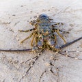 Painted Crayfish or Rock Lobster, lat. Panulirus versicolor crustacean with long antennas on the shore of the Indian ocean