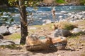 Painted crocodile head in Santa Rosa de Calamuchita