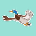 Painted cute funny bird duck drake in flight sticker, design element, print, colorful hand drawing, cartoon character, vector illu