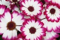 Painted daisies Royalty Free Stock Photo