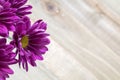 Purple Painted daisy flowers on wooden board room for text copy