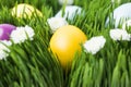 Painted in different colors easter eggs on grass Royalty Free Stock Photo
