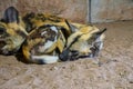 Painted dog sleeping Royalty Free Stock Photo