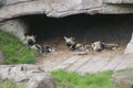 Painted dogs