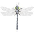 Painted dragonfly on white background