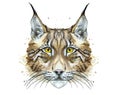 Painted drawing watercolor animal predator lynx