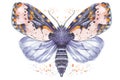 Painted drawing watercolor shaggy butterfly bear, bright color, thick body, night butterfly on a white background with splashes in Royalty Free Stock Photo