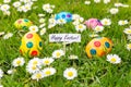 Painted Easter eggs in grass with flowering daisies Royalty Free Stock Photo