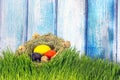 Painted easter eggs in grass nest in grass with shadow of rabbit on blue white wooden background Royalty Free Stock Photo
