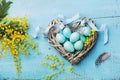 Painted Easter eggs in heart nest and mimosa flower on vintage blue background top view in flat lay style. Royalty Free Stock Photo