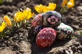 Painted Easter eggs lie on the ground next to the yellow Crocus. Spring, holiday concept Royalty Free Stock Photo