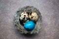 Painted Easter quail eggs