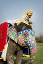 Painted elephants for the Holi Elephant festival riding through the busy traffic with bikes of the city in Jaipur, Rajasthan, Royalty Free Stock Photo