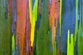 Rainbow Painted Eucalyptus (Gum) Tree Bark Background Royalty Free Stock Photo