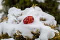 Colorful beautiful Easter egg in the snow Royalty Free Stock Photo