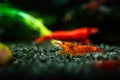 Painted fire red neocaridina shrimp aquarium water Royalty Free Stock Photo