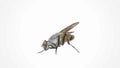 Painted fly. Fly on a white background. Vector fly. Harmful insects.