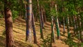 Painted forest in Oma, Basque Country. Ibarrola Royalty Free Stock Photo