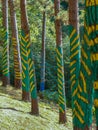 Painted forest in Oma, Basque Country. Ibarrola Royalty Free Stock Photo