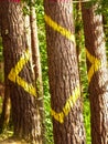 Painted forest in Oma, Basque Country, yelow square. Ibarrola