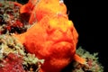 Painted Frogfish Royalty Free Stock Photo