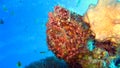 Painted Frogfish or Anglerfish,Antennarius pictus Royalty Free Stock Photo