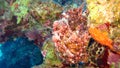 Painted Frogfish or Anglerfish,Antennarius pictus Royalty Free Stock Photo