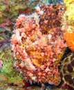 Painted Frogfish or Anglerfish,Antennarius pictus Royalty Free Stock Photo
