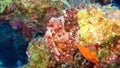 Painted Frogfish or Anglerfish,Antennarius pictus Royalty Free Stock Photo