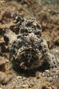 Painted Frogfish (Antennarius pictus)