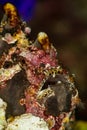 painted frogfish fish head on coral
