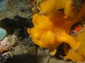 Painted Frogfish Royalty Free Stock Photo
