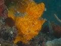 Painted frogfish Royalty Free Stock Photo