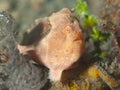 Painted frogfish Royalty Free Stock Photo