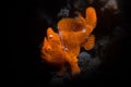 The painted frogfish or spotted frogfish, Antennarius pictus Royalty Free Stock Photo