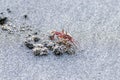 Painted ghost crab, Ocypode gaudichaudii, on the burrow on a sandy beach Royalty Free Stock Photo