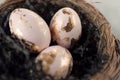 Painted and gold foiled easter eggs in a nest. Moody tones, top view. Idea of a modern easter celebration