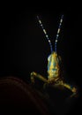 Painted Grass Hopper With Dark Black Background. Poekilocerus pictus. Animalia Arthropoda Insecta Orthoptera Califera