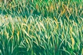 Painted Grass Texture