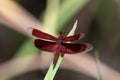 Painted Grasshawk or Neurothemis stigmatizans observed in Waigeo in West Papua