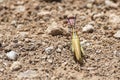 Painted Grasshopper in Djibouti, East Africa Royalty Free Stock Photo