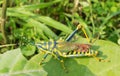 Pianted Grasshoper adorning green leaf