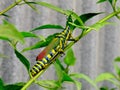 Painted Grasshopper