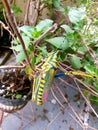 Painted Grasshopper in Nature. Macro