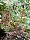 Painted Grasshopper in Nature. Macro