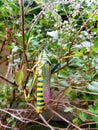 Painted Grasshopper in Nature. Macro