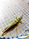 Painted Grasshopper in Nature. Macro