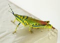 A Painted Grasshopper (Poekilocerus pictus)