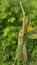 Pianted Grasshoper